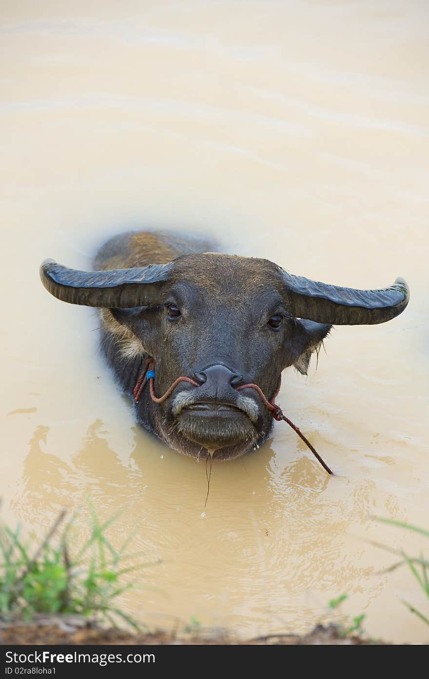 Water buffalo bathing