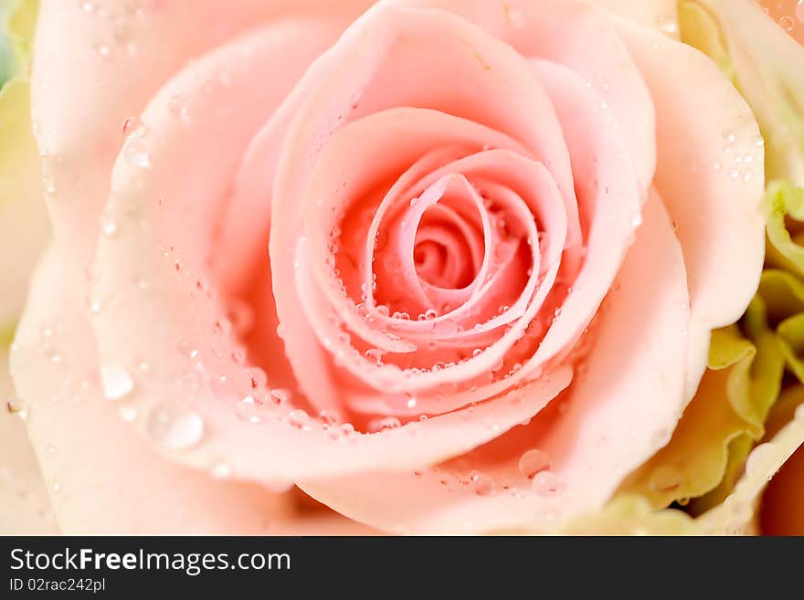 Beautiful pink rose in studio