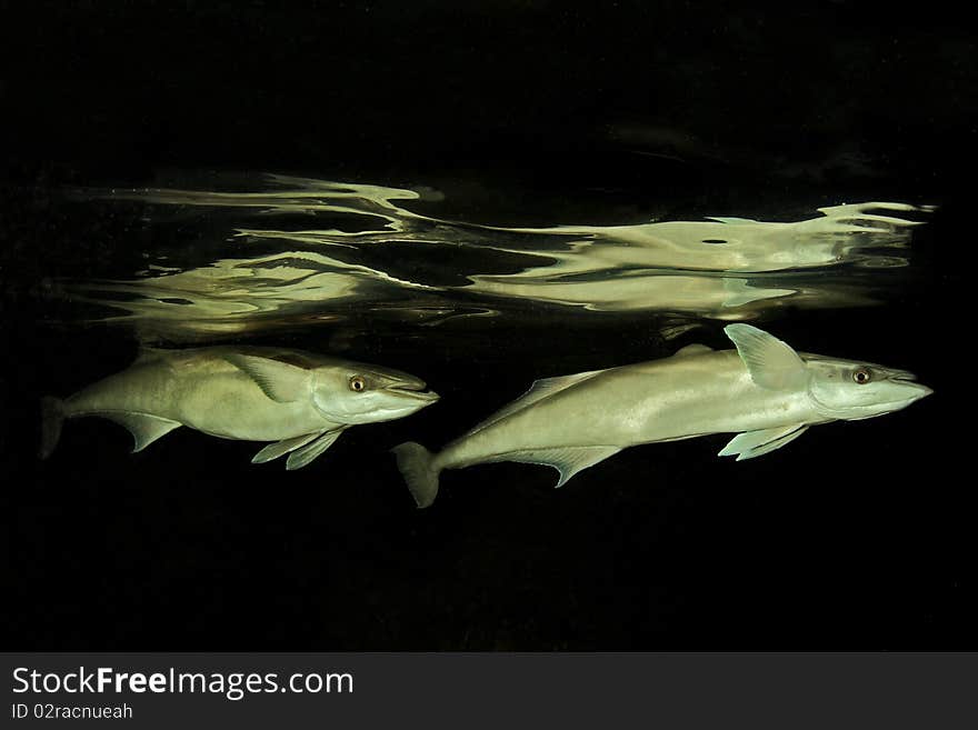 A remora or sharksucker, is an elongated, brown fish in the order Perciformes and family Echeneidae, up 90 centimetres long and has distinctive first dorsal fin takes the form of a modified oval sucker that open and close to create suction against the skin of larger marine animals. A remora or sharksucker, is an elongated, brown fish in the order Perciformes and family Echeneidae, up 90 centimetres long and has distinctive first dorsal fin takes the form of a modified oval sucker that open and close to create suction against the skin of larger marine animals