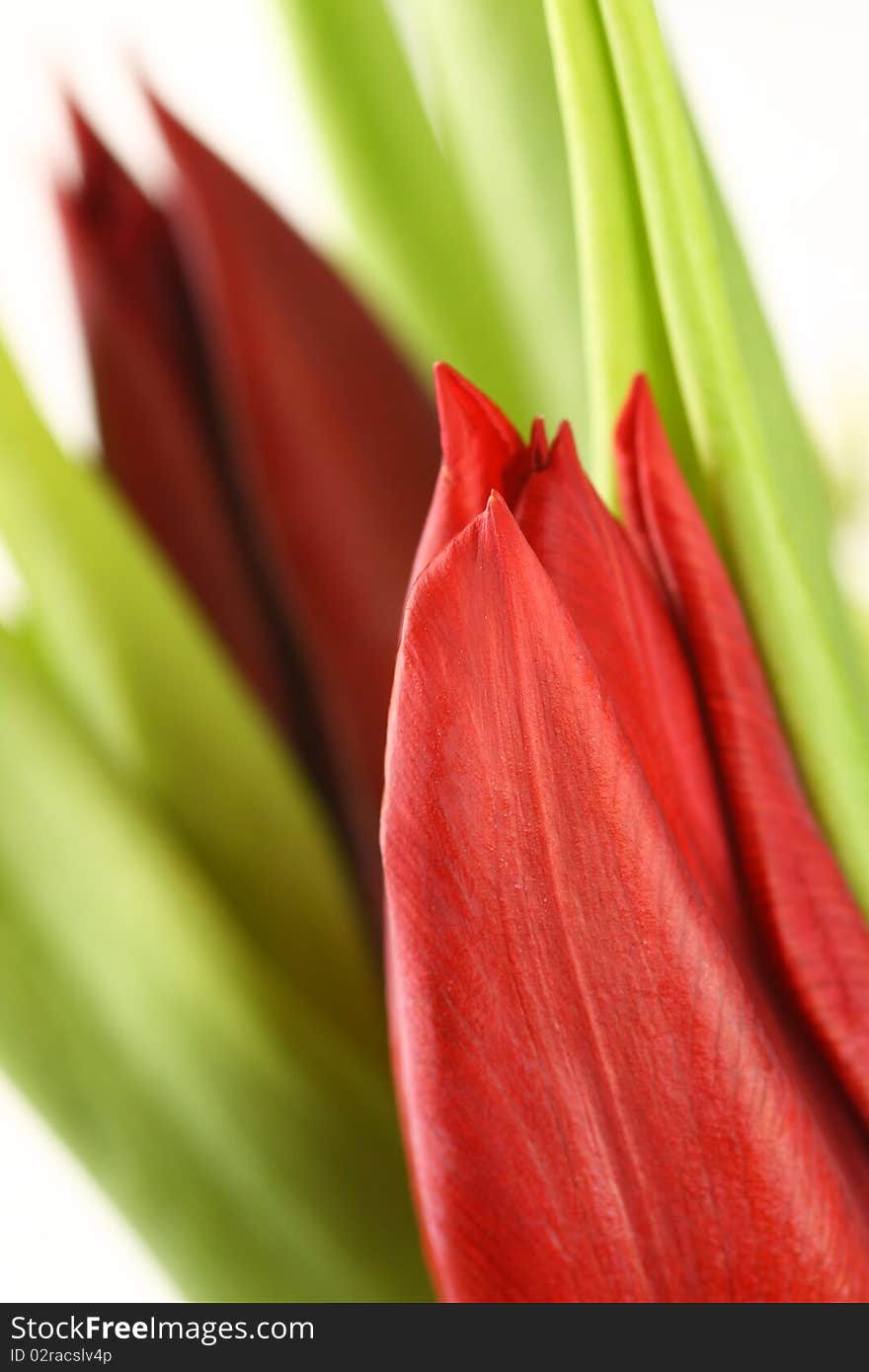 Red tulip flower close up