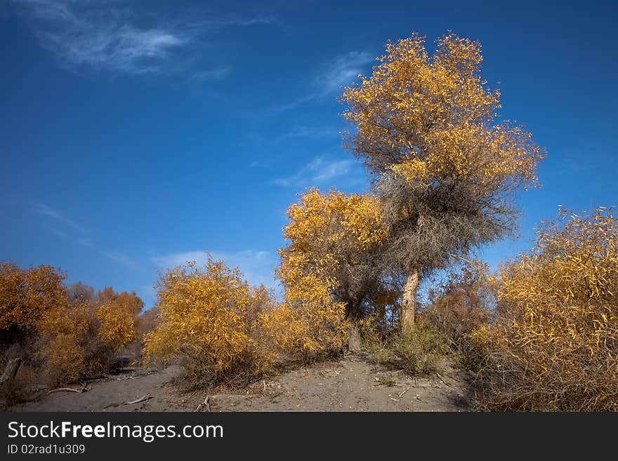 Populus euphratica growing in the southern Xinjiang.