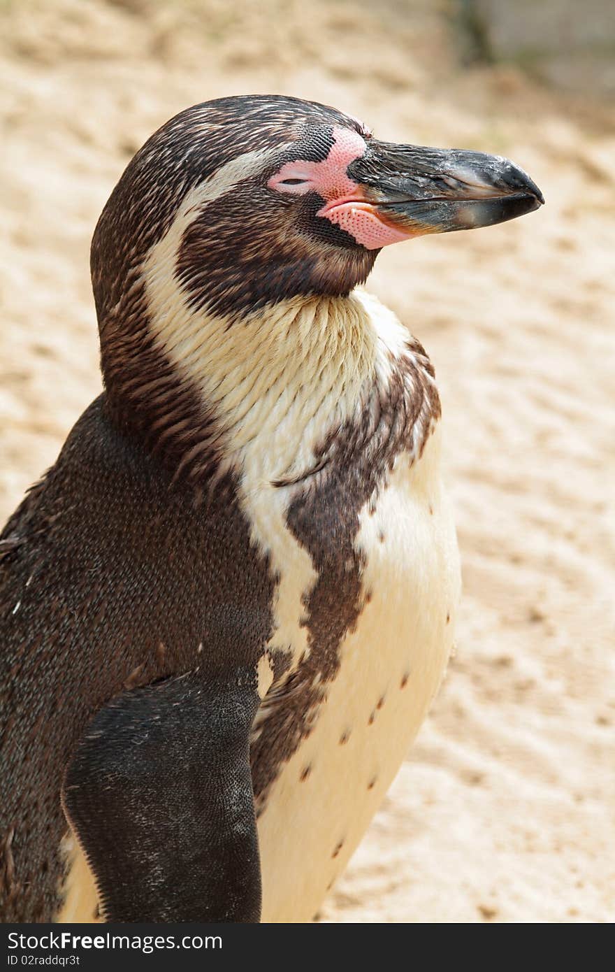 Penguin