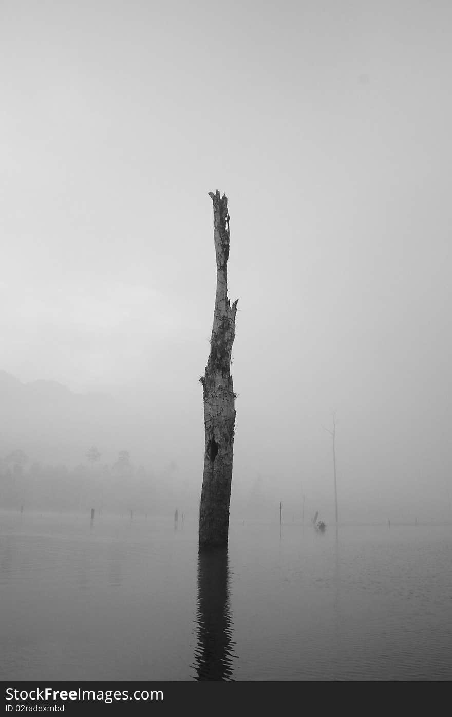 Dead tree in the lake in the mornig with fully fog at Kao Sok in the south of Thailand.