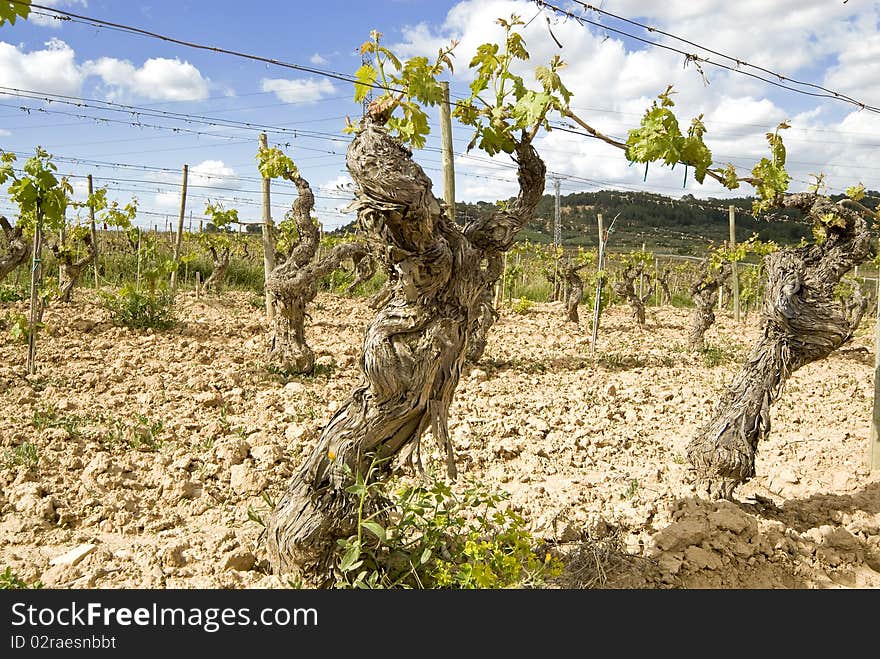 Vine in dry clay with blue sky.