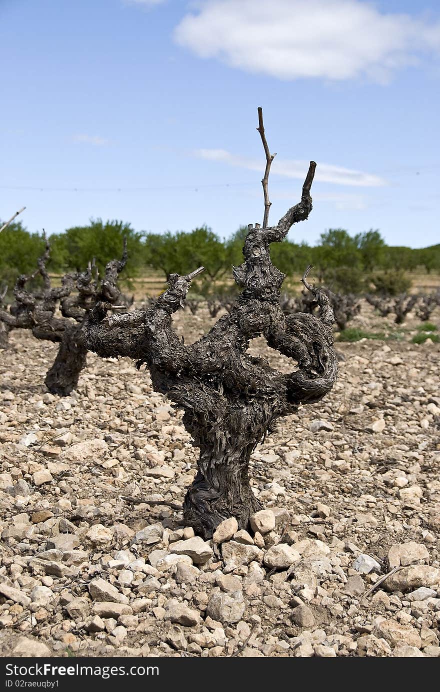 Old Vine Plant with no leaves.