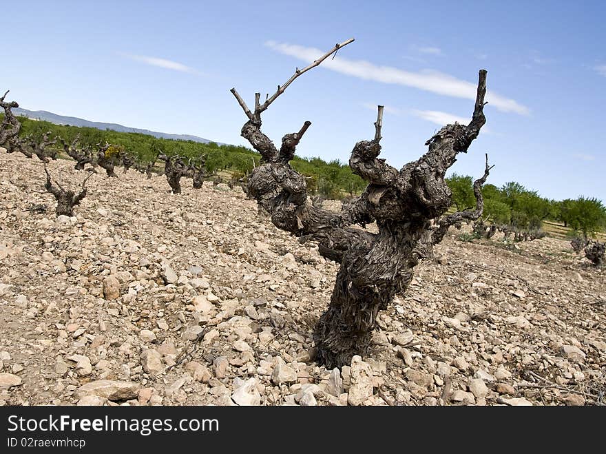 Old Vine Plant with no leaves.