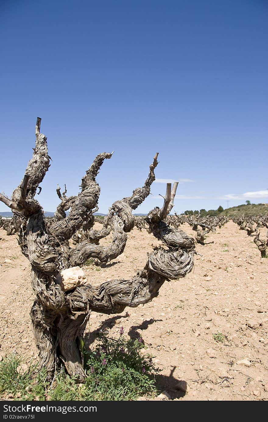 Old Vine Plant with no leaves.