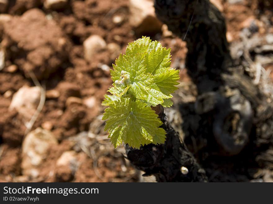 Closup of a vine bud on redish ground.