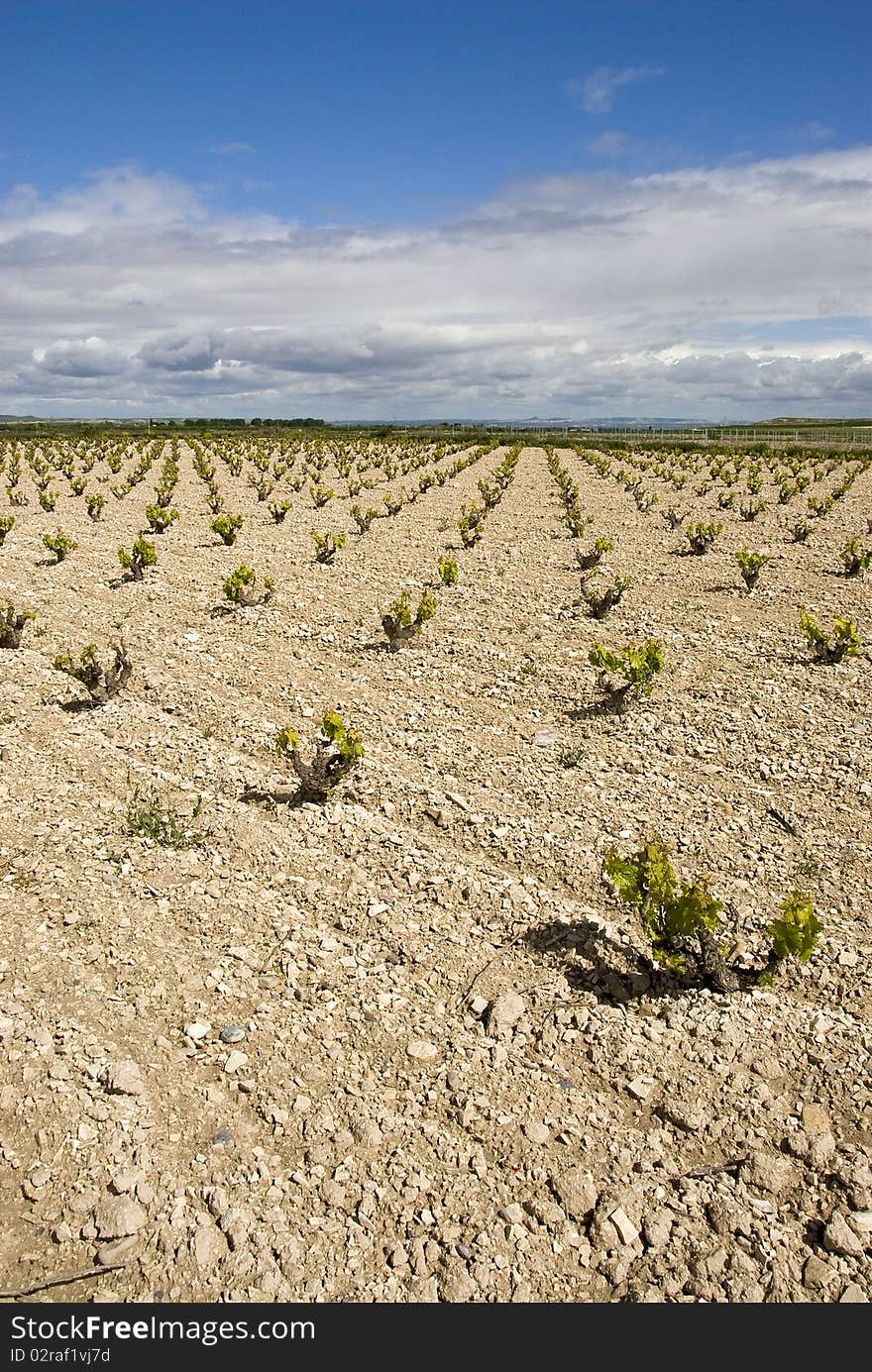 Small and young vine in endless rows.