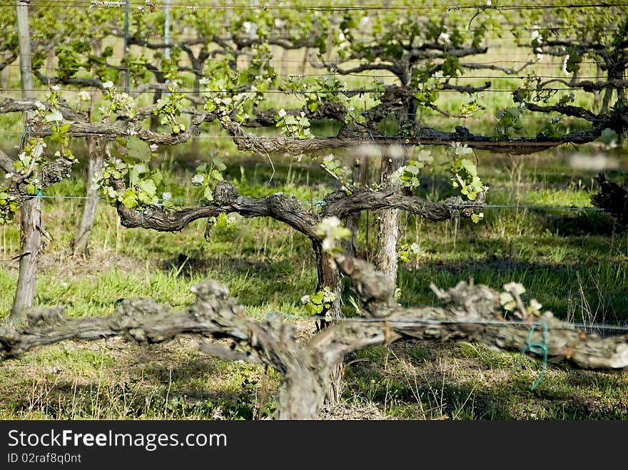 Vine in rows, grass on the ground.