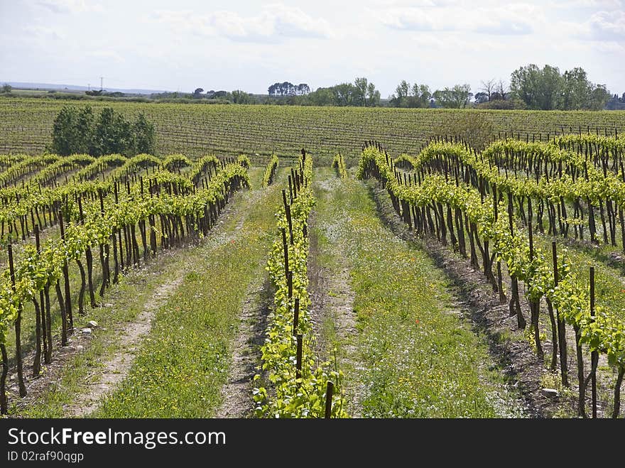 Vine in rows, grass on the ground.