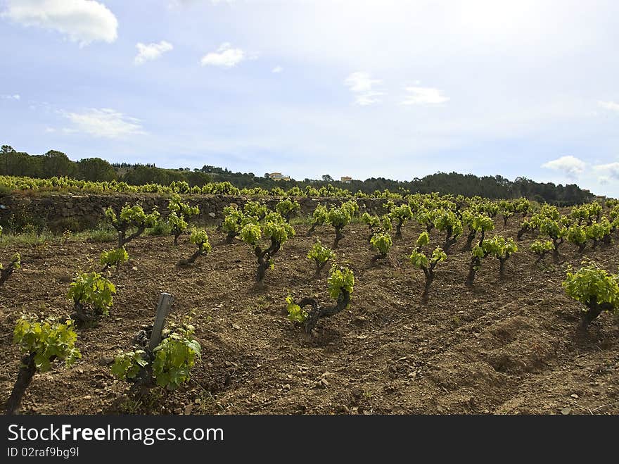 Vine in rows, grass on the ground.