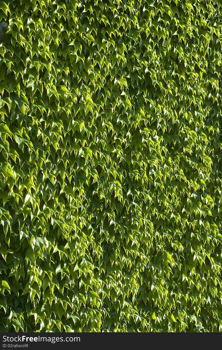 Wall of green leaves