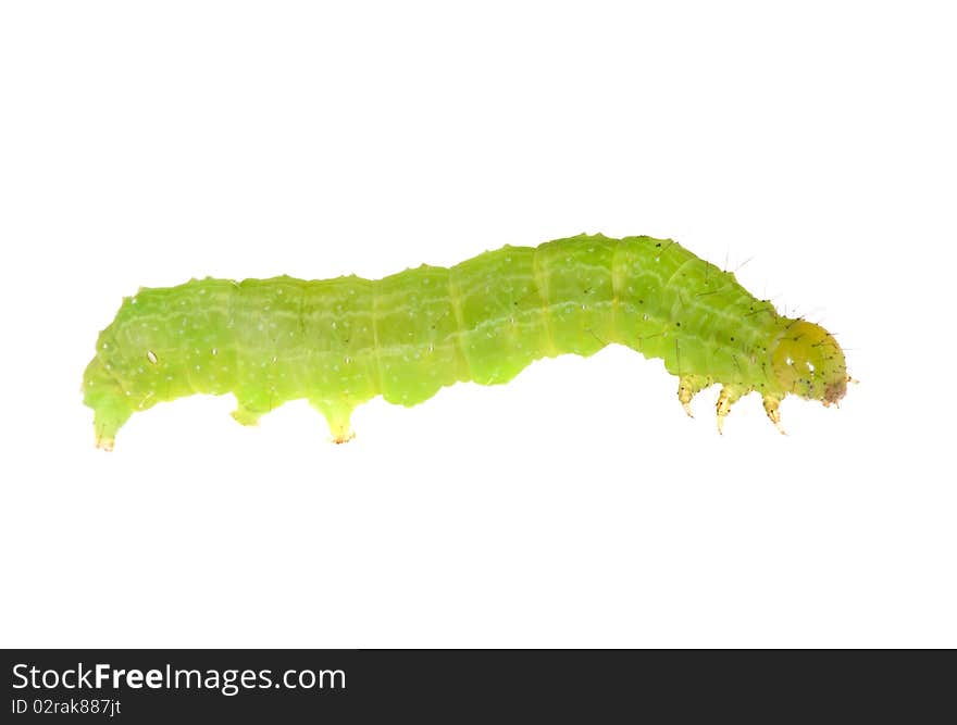 Bright green isolated caterpillar