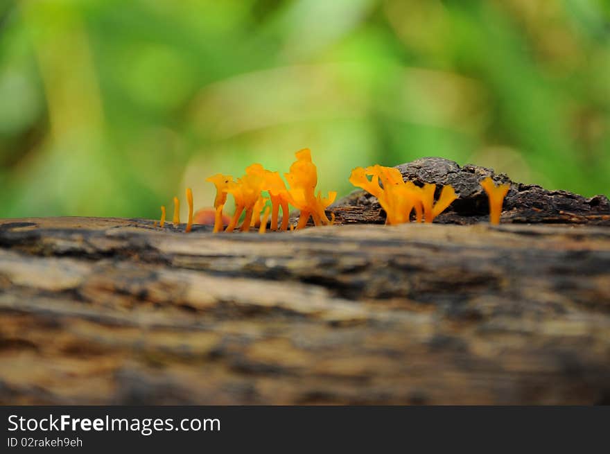 The gorup of small mushrooms. The gorup of small mushrooms