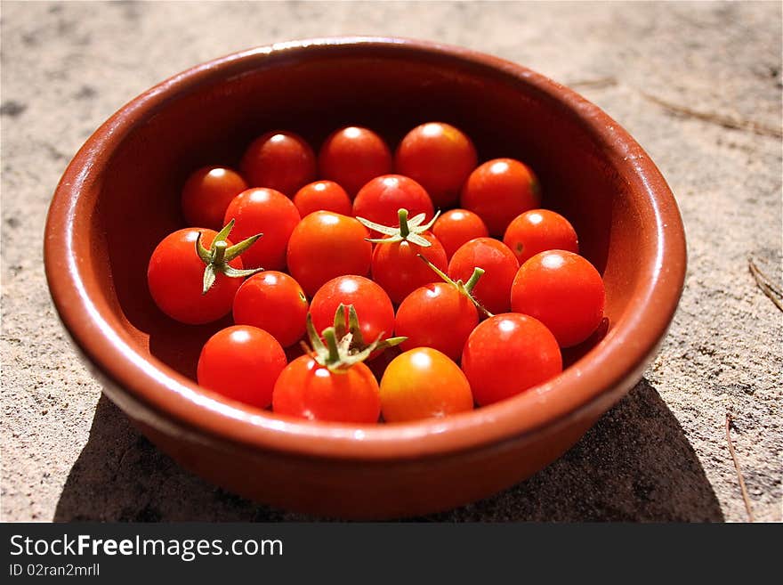 Cheery tomato in a terracotta pot