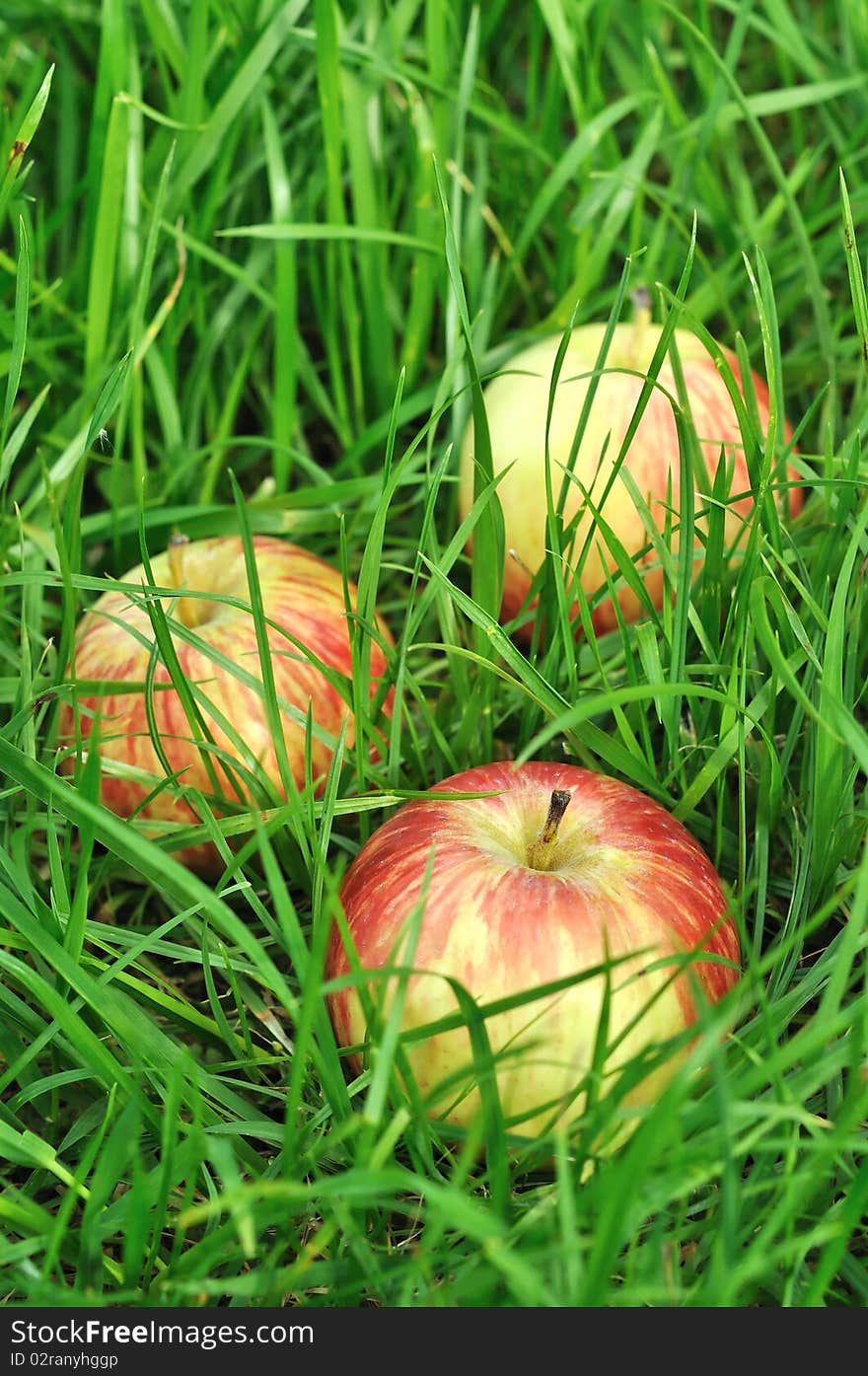 Three apples in the grass