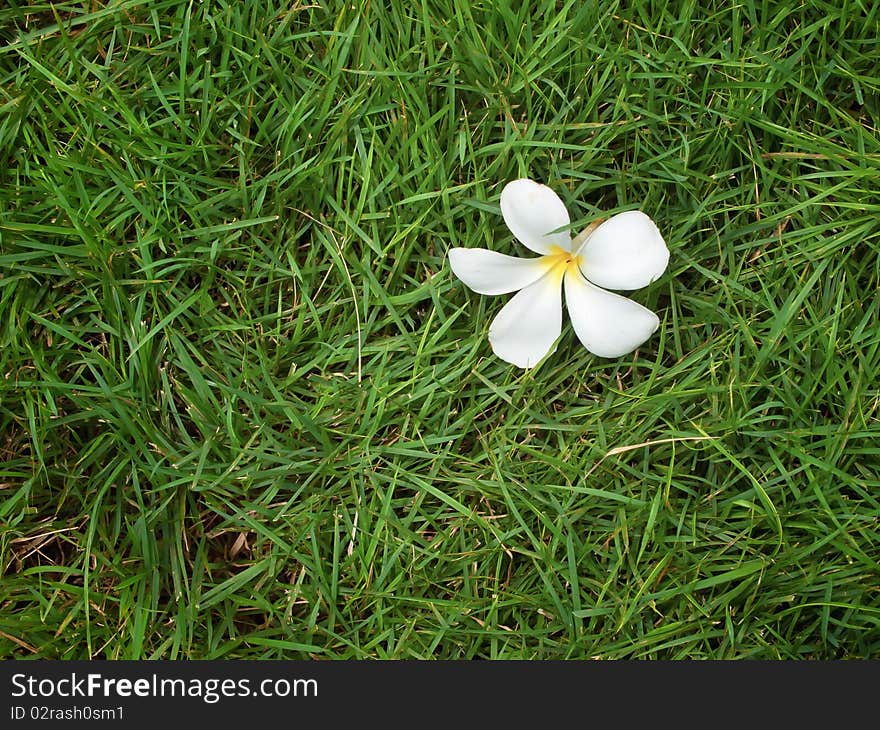 Plumeria on grass