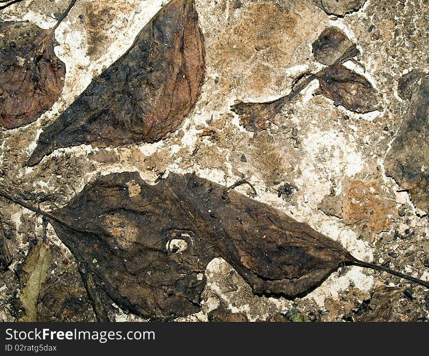 Decaying leaf closeup texture background. Decaying leaf closeup texture background.