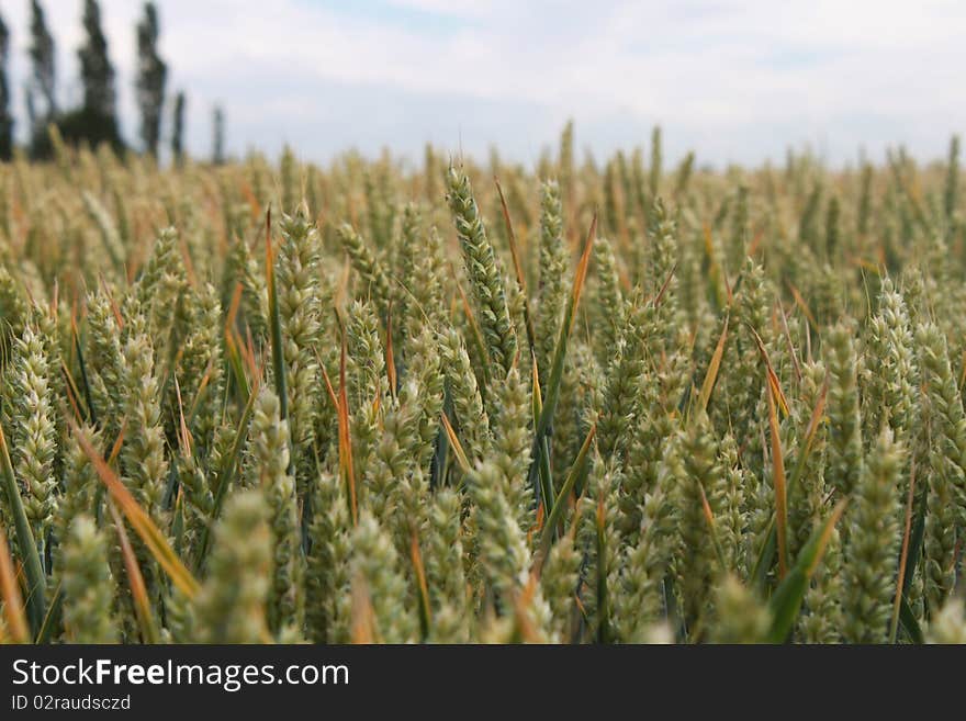 A grren and golden wheat field. A grren and golden wheat field