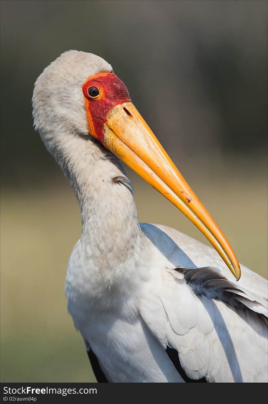 The Yellow-billed Stork.