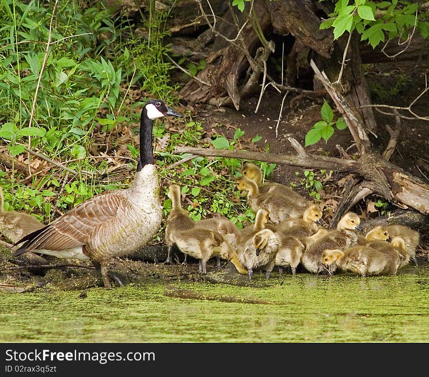 Canada Goose Herd