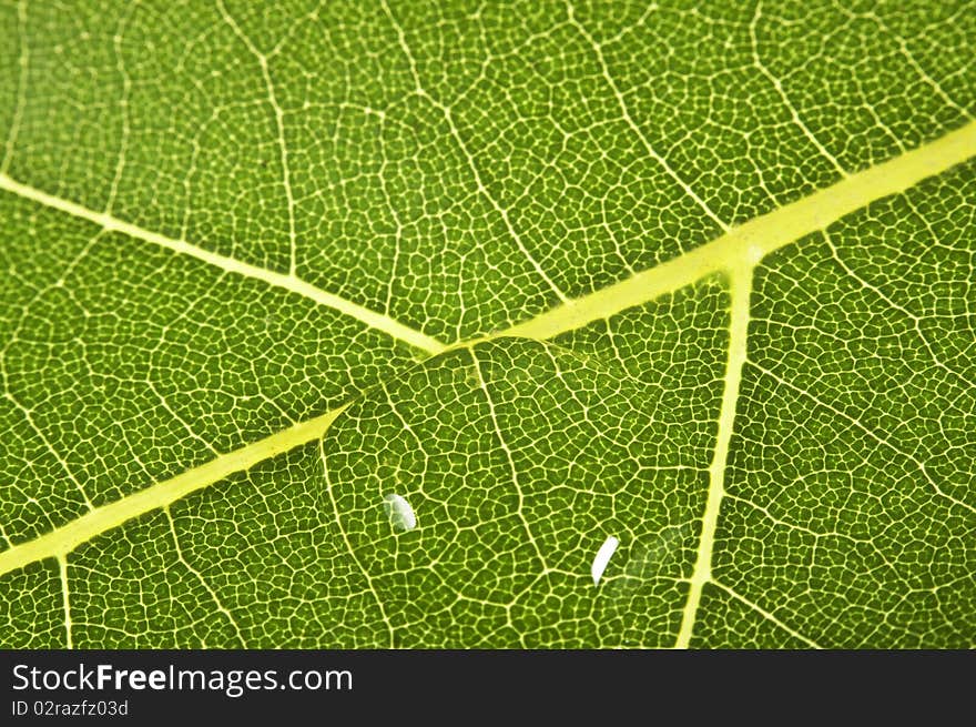 Detail Of A Banana Leaf