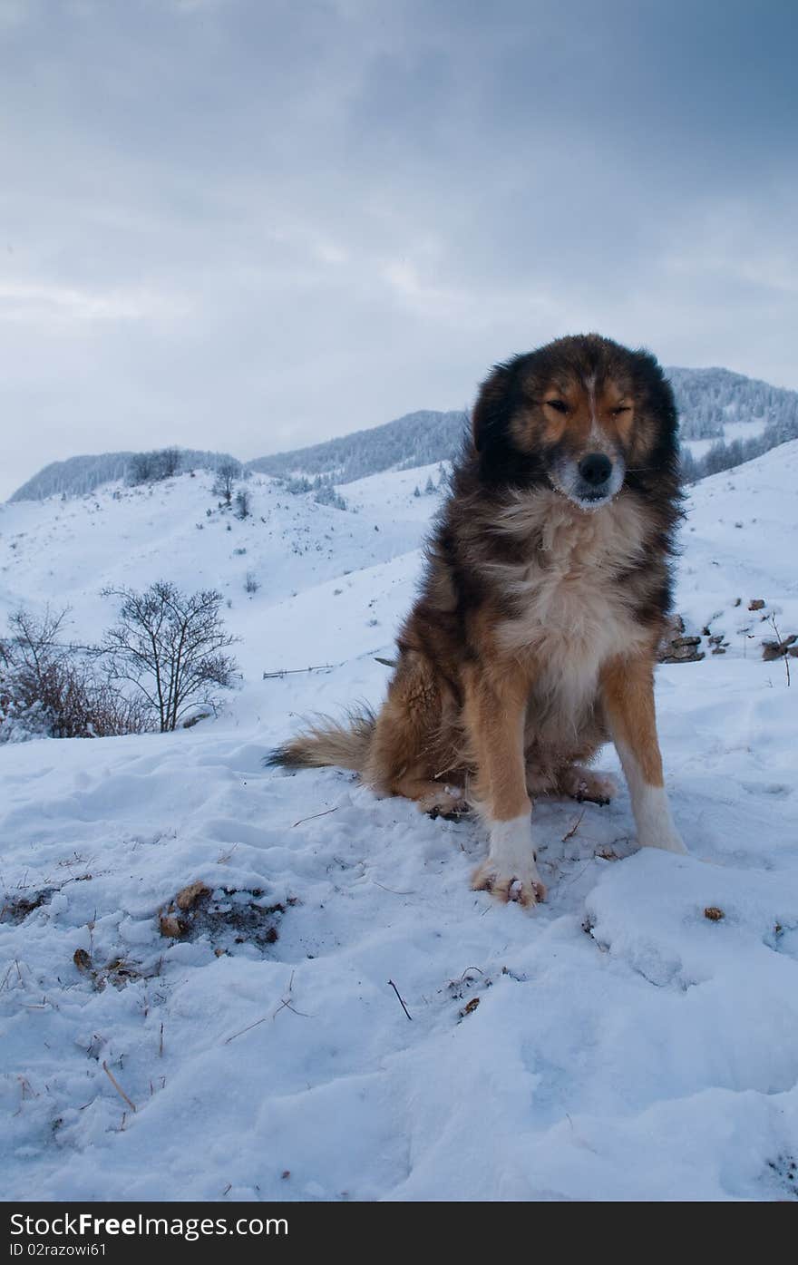 Sheepdog, Shepherd Dog in Winter, in Mountains Landscape