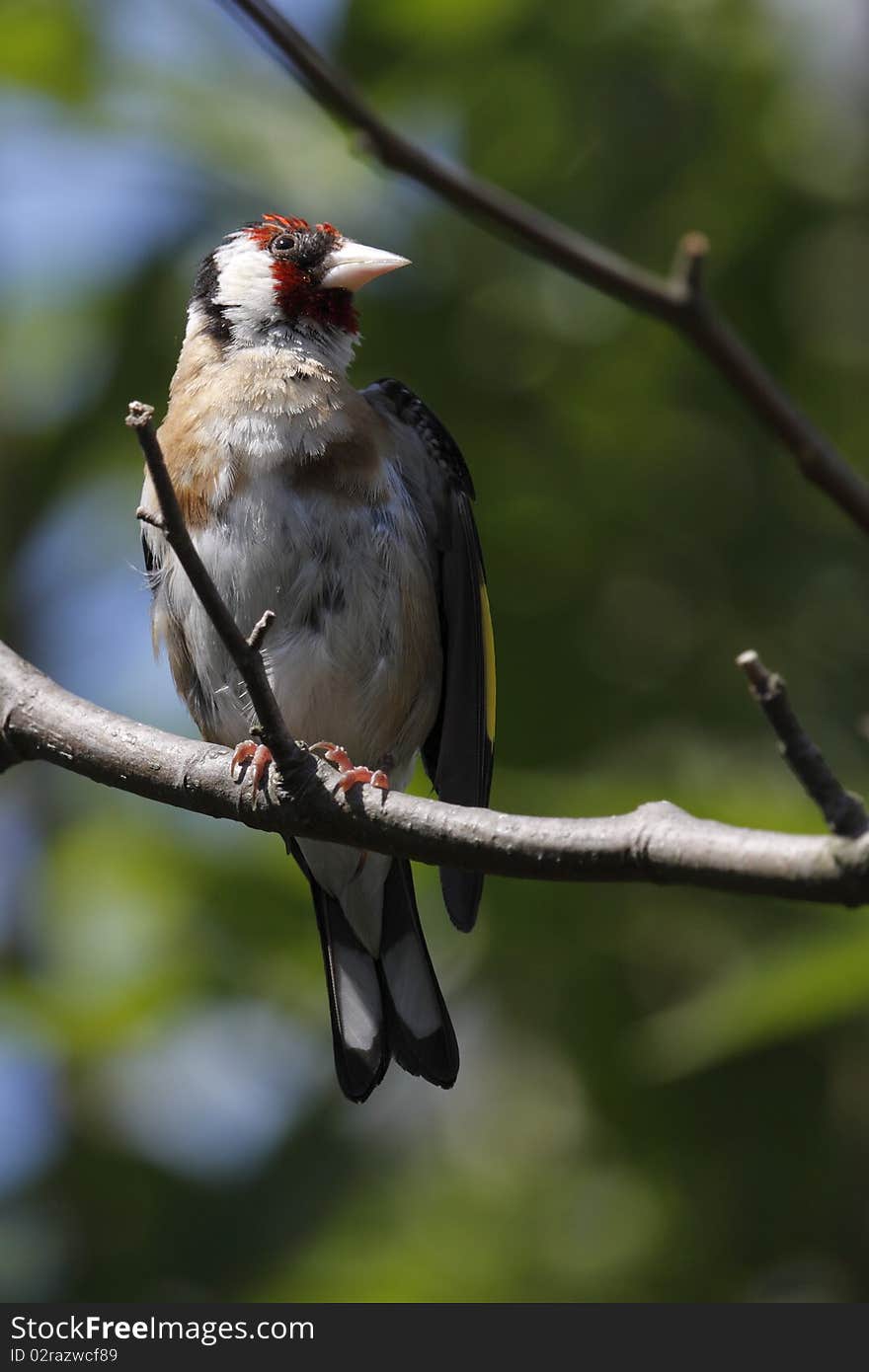 European goldfinch