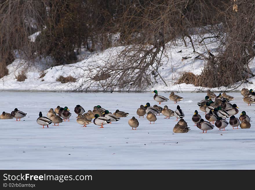 Mallard Duck Flock on ice