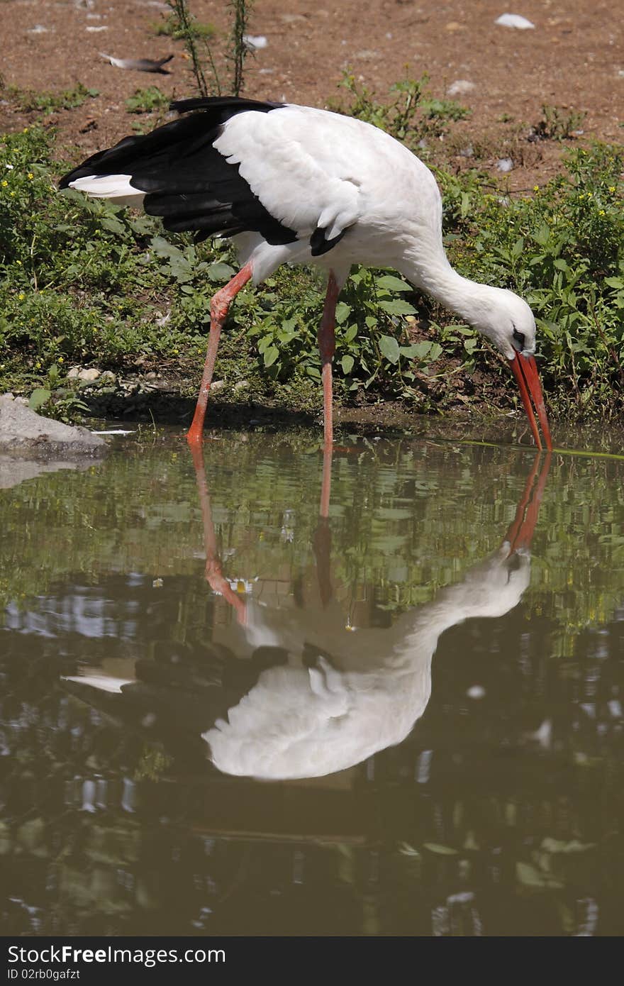 The White Stork (Ciconia ciconia) is a large wading bird in the stork family Ciconiidae, breeding in the warmer parts of Europe (south to Estonia), northwest Africa, and southwest Asia (east to southern Kazakhstan). It is a strong migrant, wintering mainly in tropical Africa, down to the south of South Africa, and also in the Indian subcontinent.