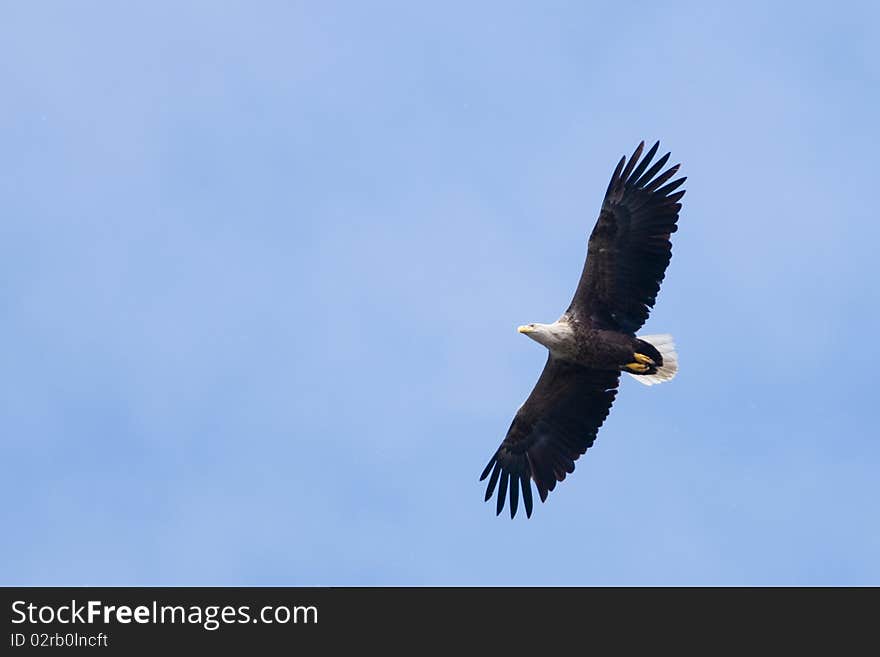 White Tailed Eagle (Haliaeetus albicilla) in flight. White Tailed Eagle (Haliaeetus albicilla) in flight