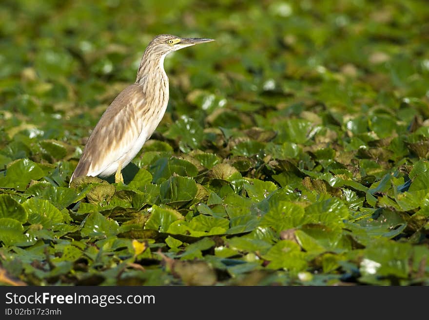 Squacco Heron (Ardeola ralloides) on vegetation. Squacco Heron (Ardeola ralloides) on vegetation