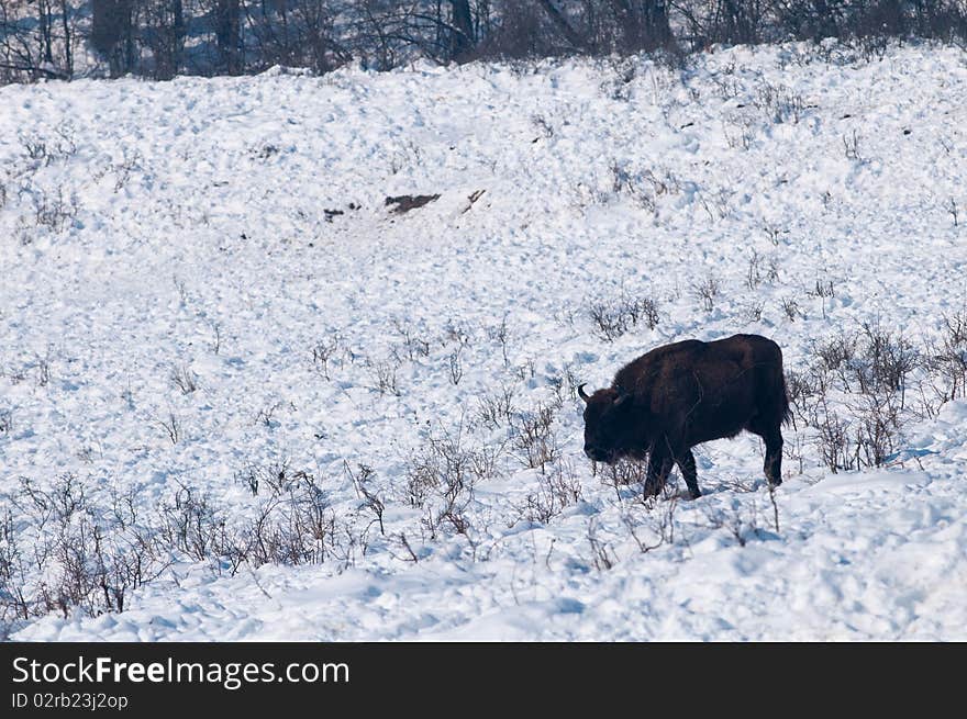 European Bison (Bison bonasus) walking on Snow