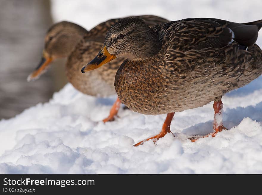 Two Mallard Duck (female) on Snow