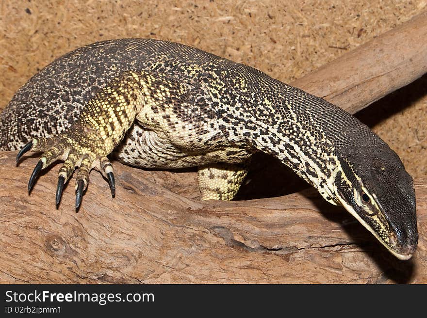 Sand Goana Varan in Terrarium