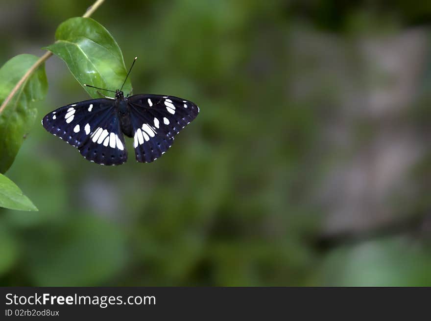 Beautiful Butterfly