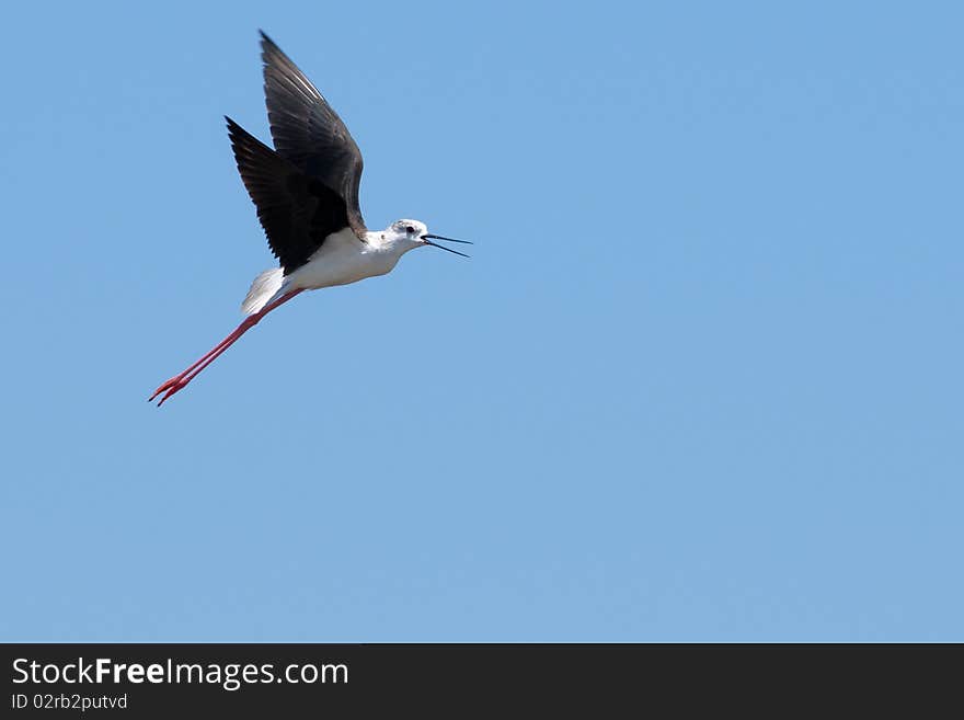 Black Winged Stilt (Himantopus himantopus) in Flight. Black Winged Stilt (Himantopus himantopus) in Flight