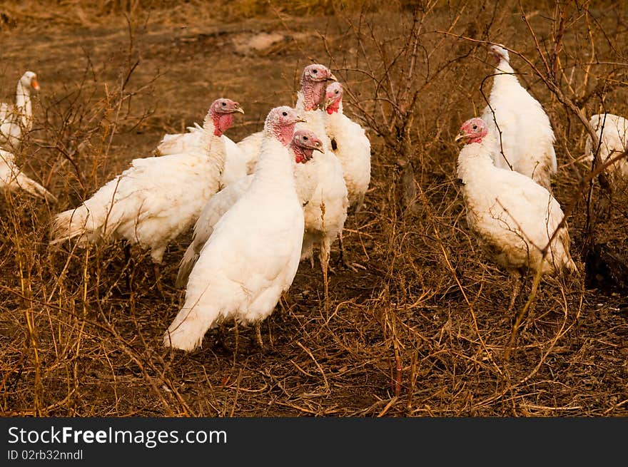 White Turkey Flock