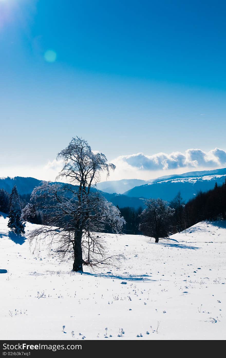 Trees Covered With Snow in Winter, in Mountains