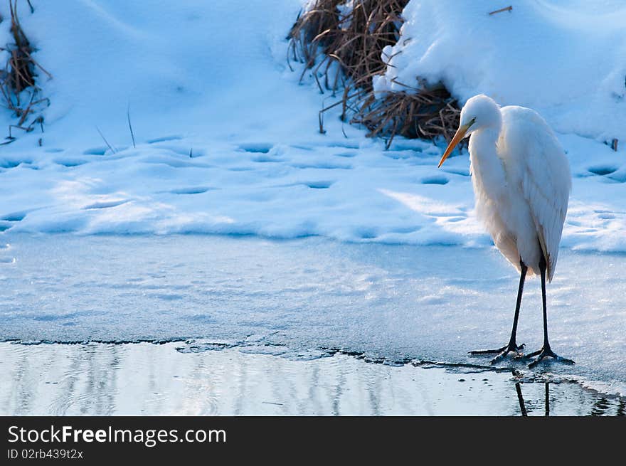 Great White Egret Standing on Ice