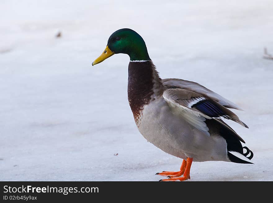 Mallard Duck (male) On Ice