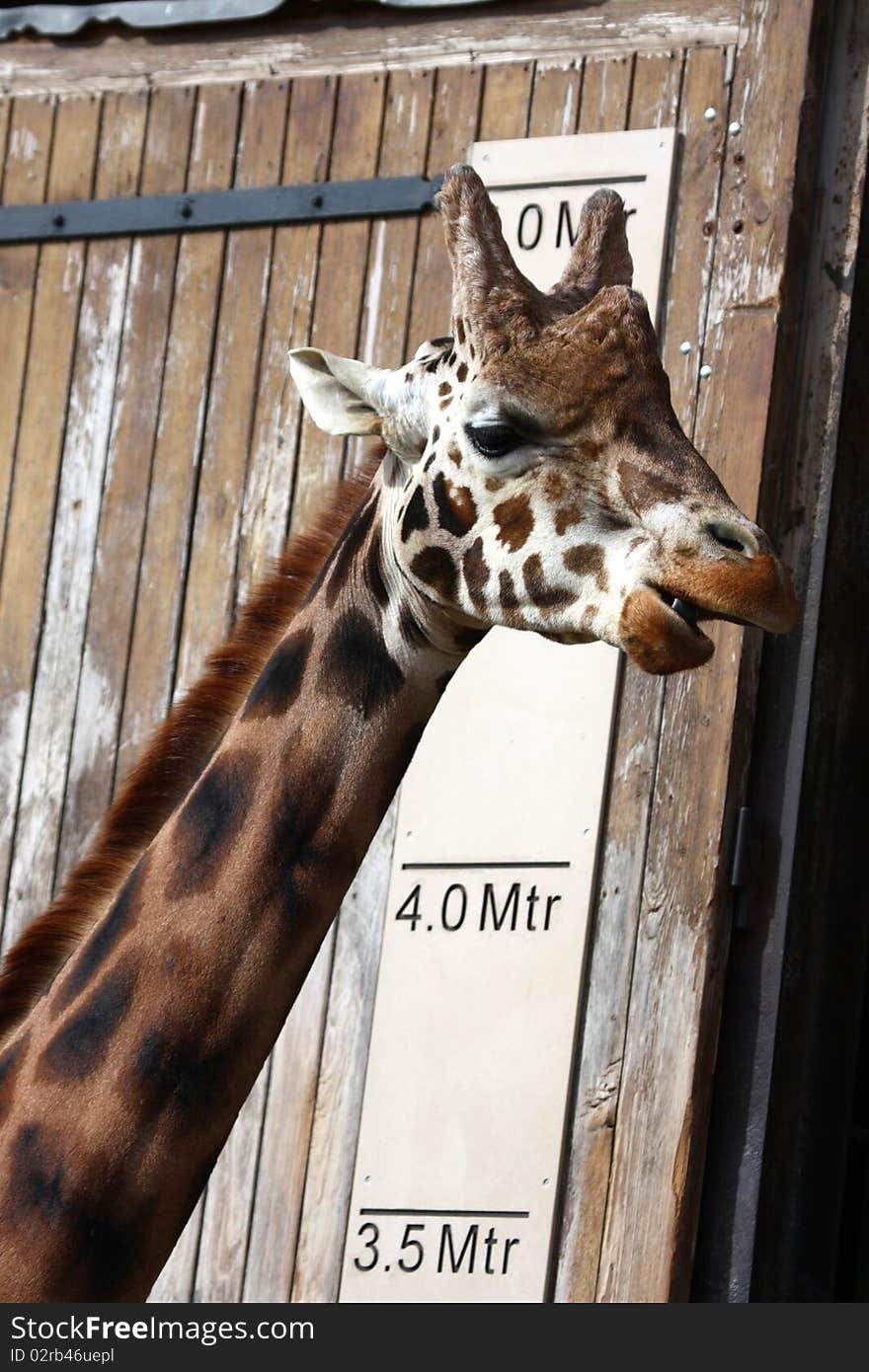 Giraffe Measuring to see how high he his