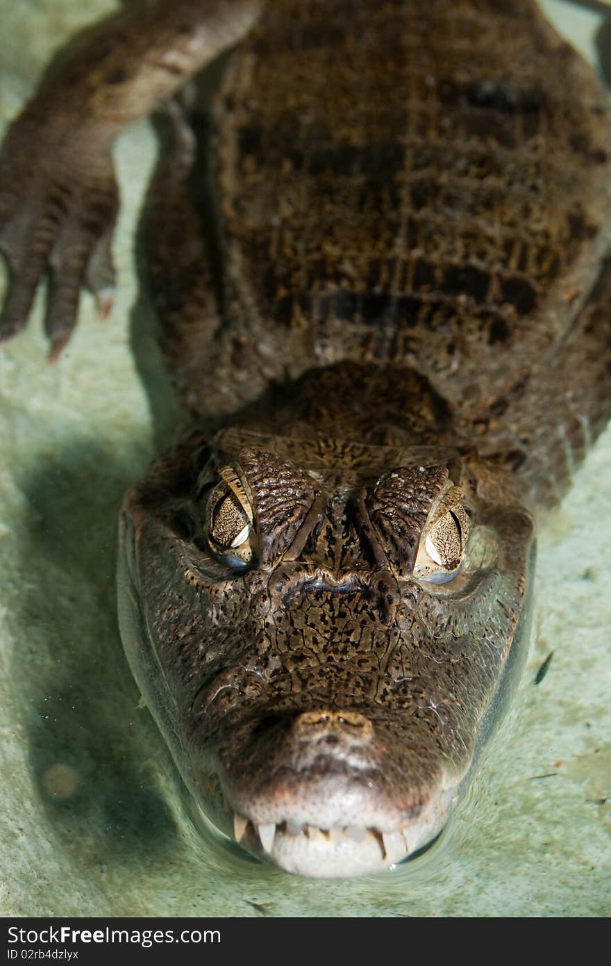 Cuvier's Dwarf Caiman in terrarium