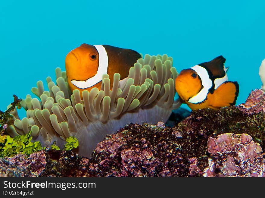 Clownfish pair in anemone in aquarium