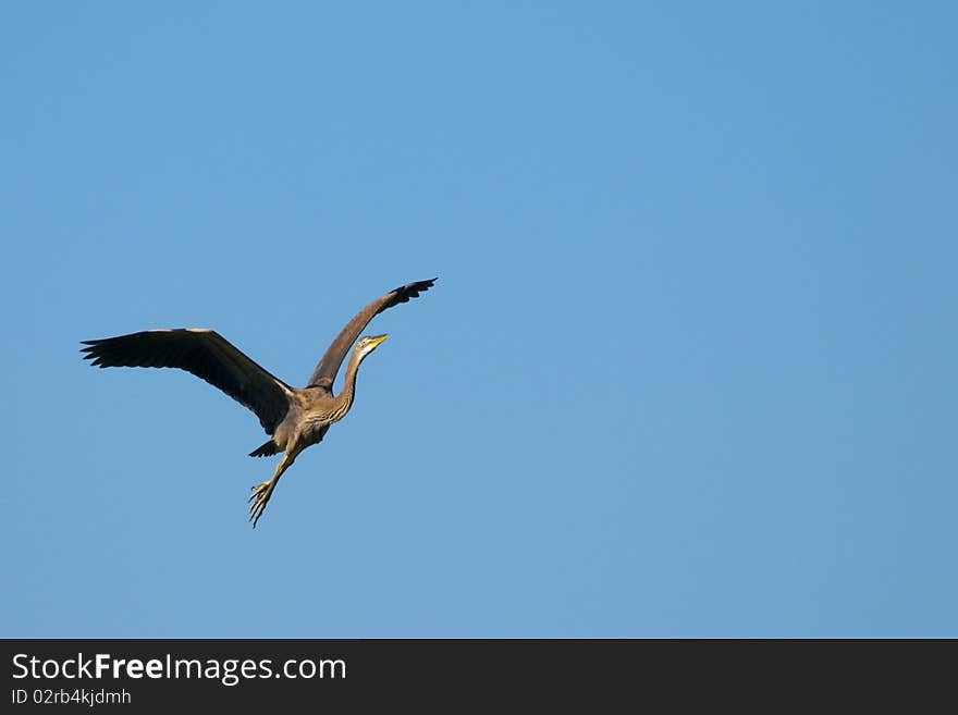 Purple Heron in flight on blue sky