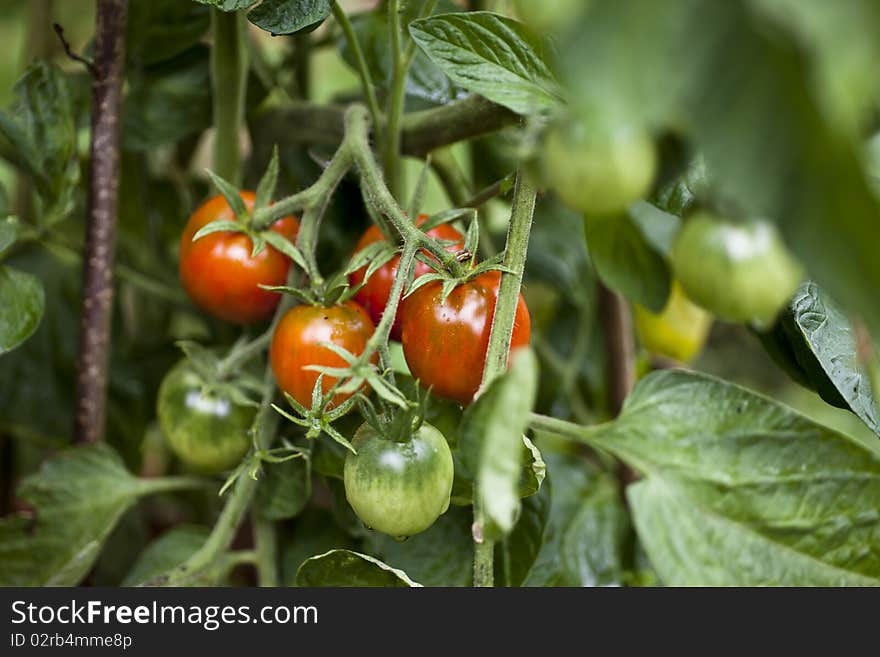 Tomatoes Growing