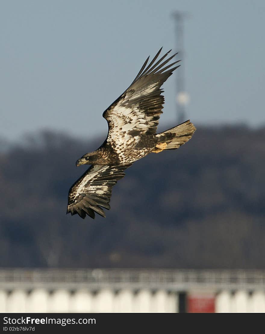 Mississippi River Eagle On The Fish