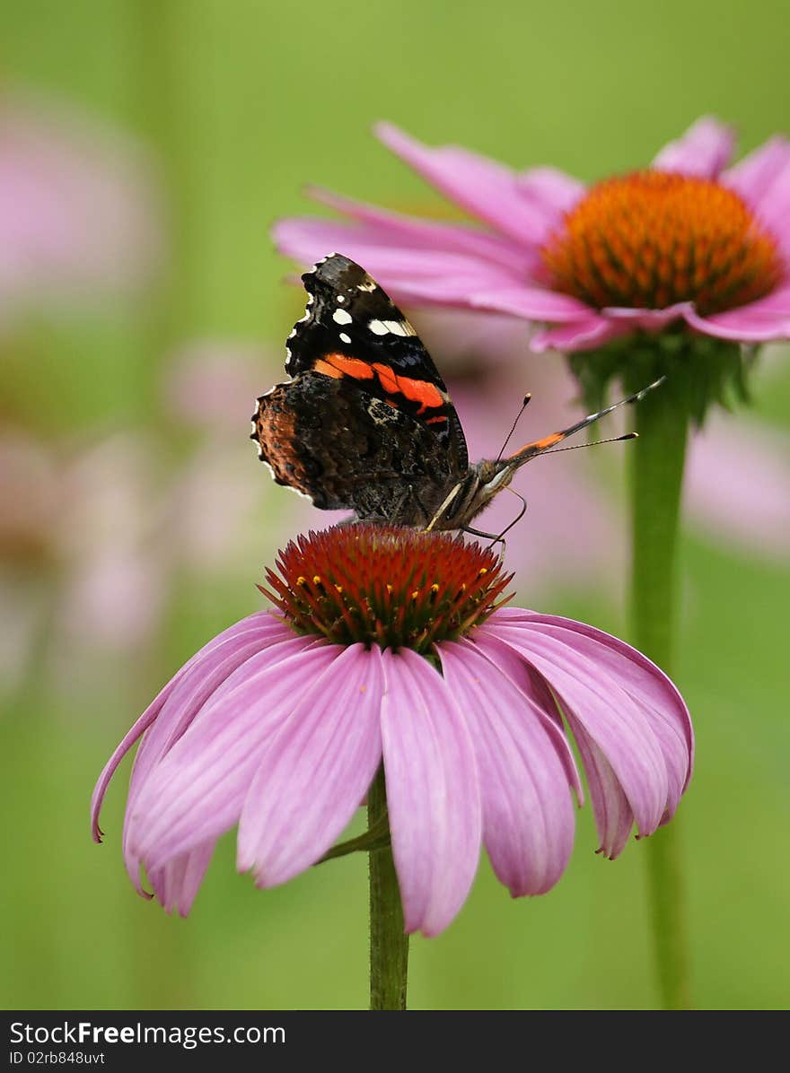 Butterfly And A Coneflower Snack 2