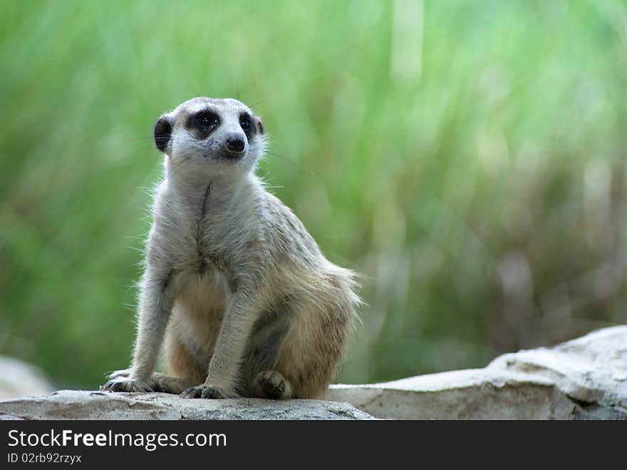 Meerkat or suricate sitting on stone